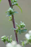 White goldenrod